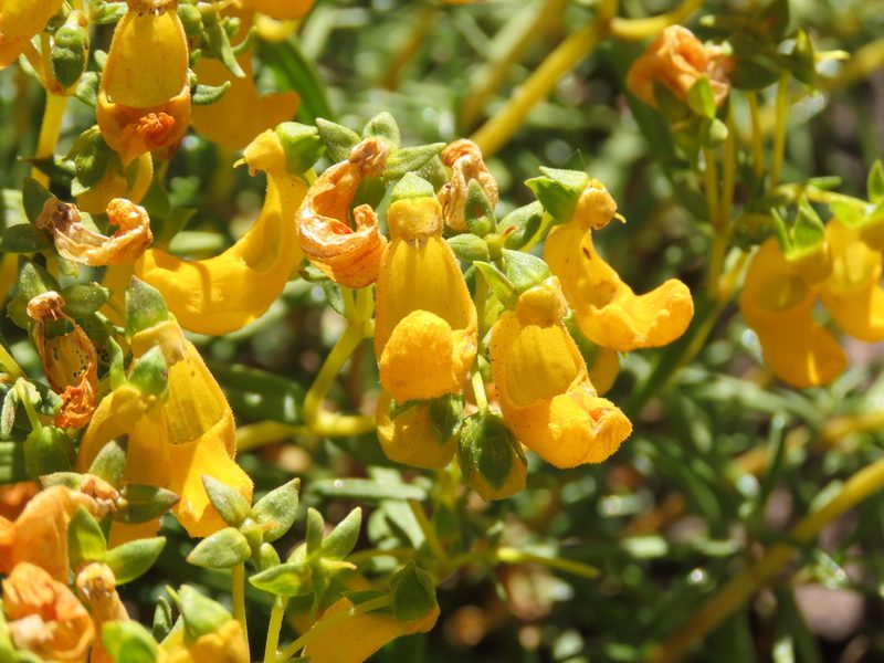 Calceolaria hypericina, photographed by Nicolás Lavandero