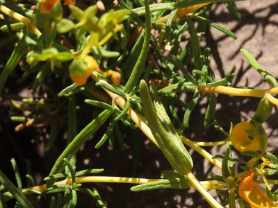 Calceolaria hypericina, photographed by Nicolás Lavandero