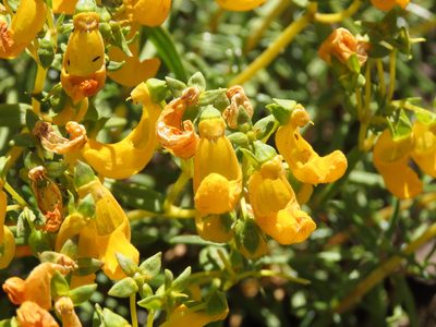 Calceolaria hypericina, photographed by Nicolás Lavandero