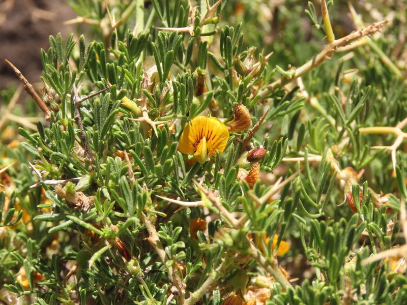 Adesmia gracilis, photographed by Nicolás Lavandero