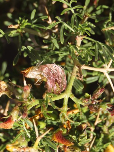Adesmia gracilis, photographed by Nicolás Lavandero