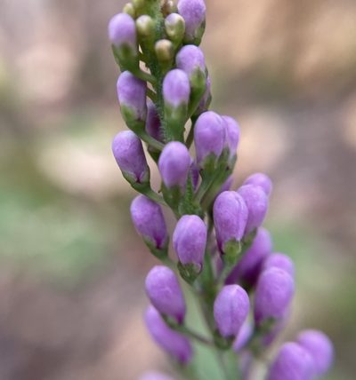Comesperma virgatum, photographed by pimelea