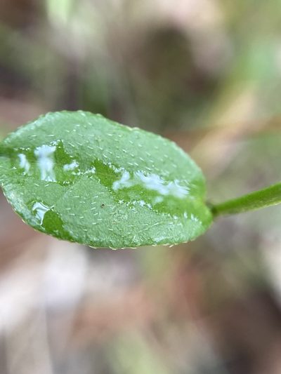 Chorizema rhombeum, photographed by pimelea