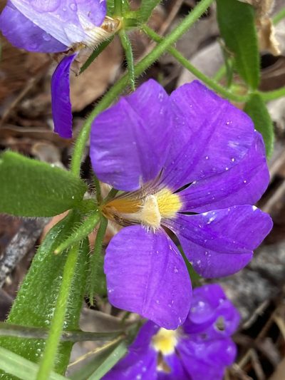 Scaevola calliptera, photographed by pimelea