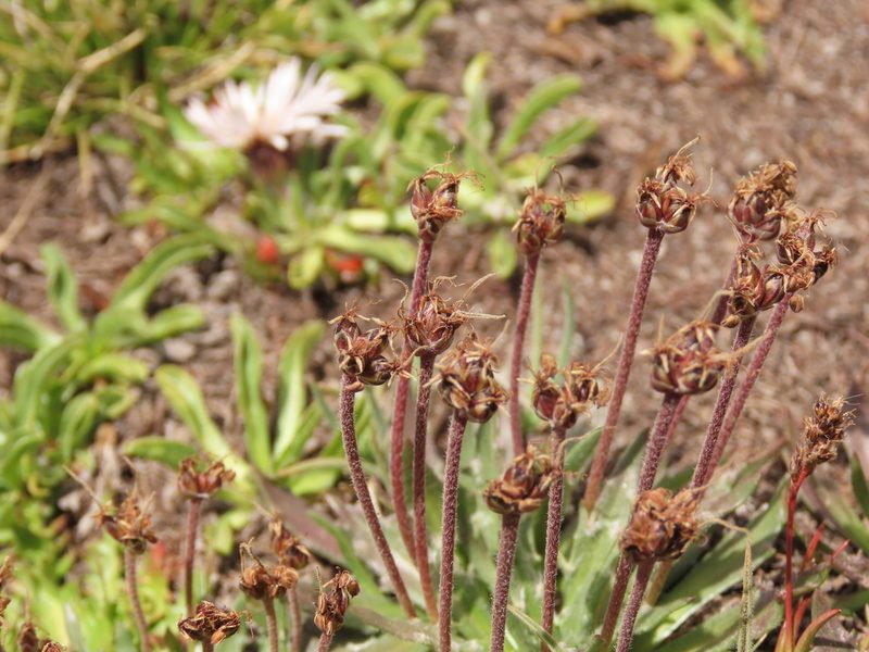 Plantago barbata, photographed by Nicolás Lavandero