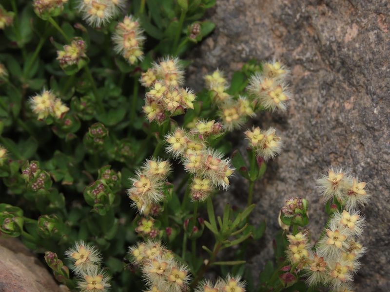 Trichogalium eriocarpum, photographed by Nicolás Lavandero