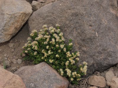 Trichogalium eriocarpum, photographed by Nicolás Lavandero