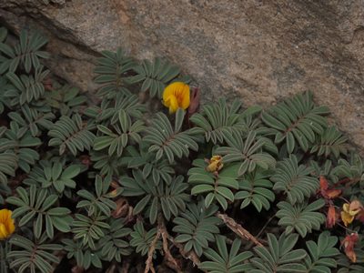 Adesmia longipes, photographed by Nicolás Lavandero
