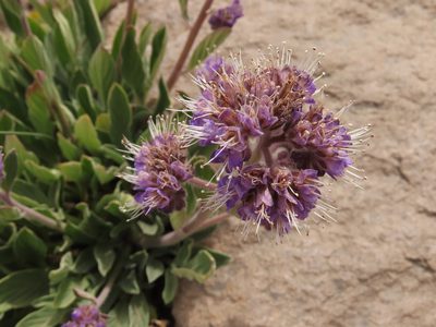 Phacelia secunda, photographed by Nicolás Lavandero