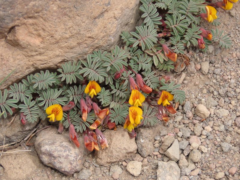 Adesmia longipes, photographed by Nicolás Lavandero