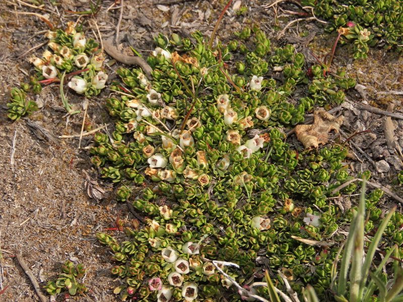 Gaultheria caespitosa, photographed by Nicolás Lavandero
