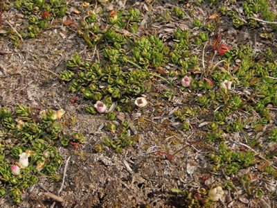 Gaultheria caespitosa, photographed by Nicolás Lavandero