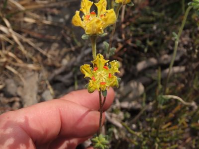 Loasa sigmoidea, photographed by Nicolás Lavandero
