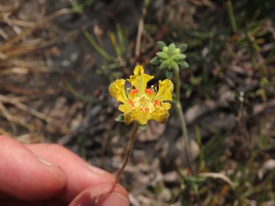 Loasa sigmoidea, photographed by Nicolás Lavandero