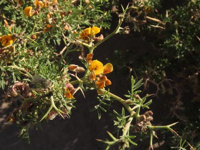 Adesmia gracilis, photographed by Nicolás Lavandero