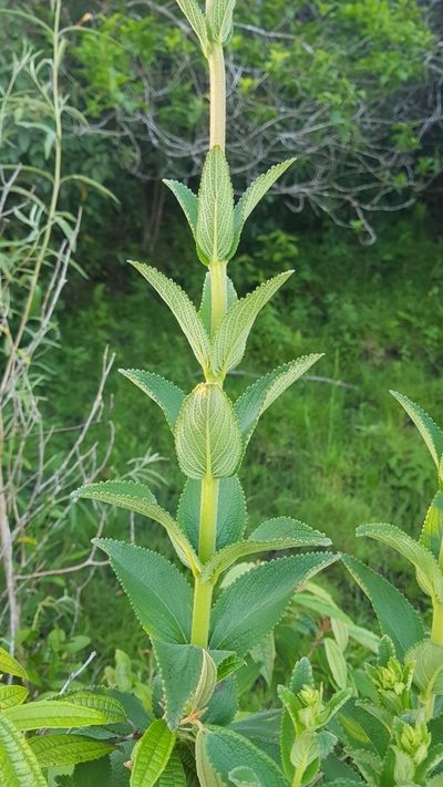 Sinningia elatior, photographed by ANDRÉS GONZÁLEZ