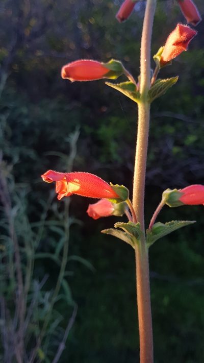 Sinningia elatior, photographed by ANDRÉS GONZÁLEZ