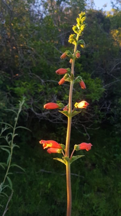 Sinningia elatior, photographed by ANDRÉS GONZÁLEZ