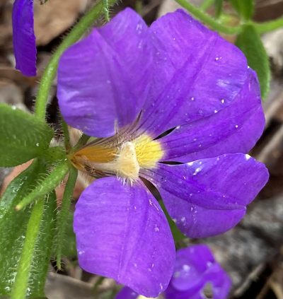Scaevola calliptera, photographed by pimelea