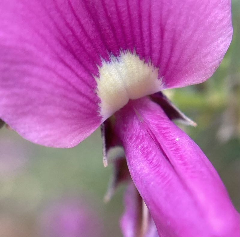 Mirbelia dilatata, photographed by pimelea