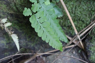Deparia petersenii, photographed by Agnes Trekker