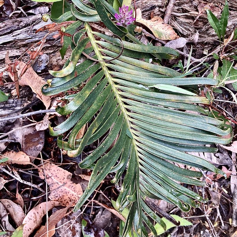 Macrozamia riedlei, photographed by pimelea