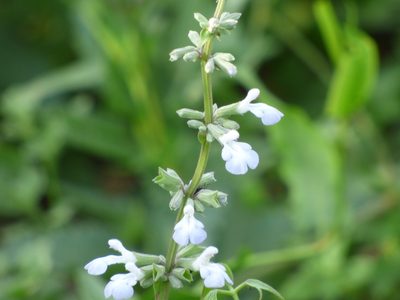 Salvia pallida, photographed by María Zeta