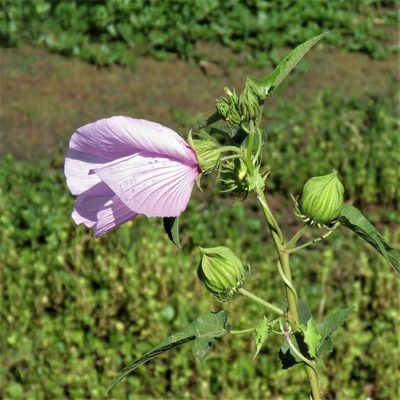 Hibiscus striatus, photographed by Gustavo Puente