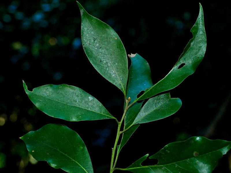 Cinnamomum philippinense, photographed by Jacy Chen