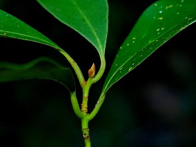 Cinnamomum philippinense, photographed by Jacy Chen