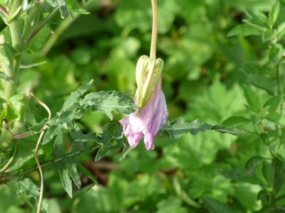 Oenothera centaureifolia, photographed by María Zeta