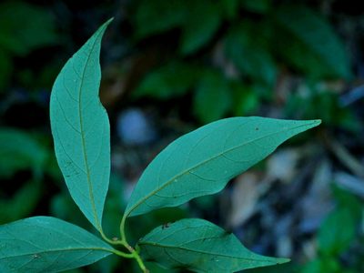 Cinnamomum philippinense, photographed by Jacy Chen