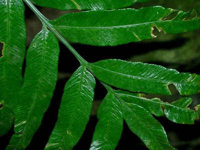 Asplenium formosae, photographed by Jacy Chen