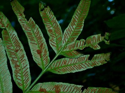 Asplenium formosae, photographed by Jacy Chen