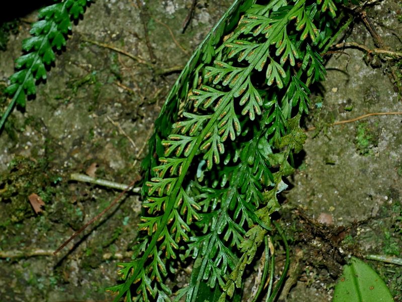 Asplenium prolongatum, photographed by Jacy Chen
