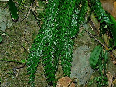 Asplenium prolongatum, photographed by Jacy Chen