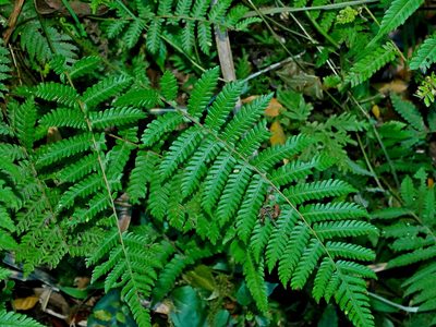Pseudocyclosorus esquirolii, photographed by Jacy Chen