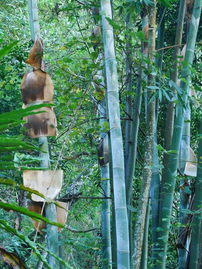 Dendrocalamus giganteus, photographed by Jacy Chen