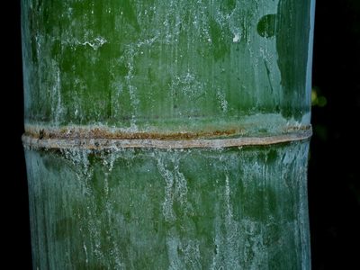 Dendrocalamus giganteus, photographed by Jacy Chen