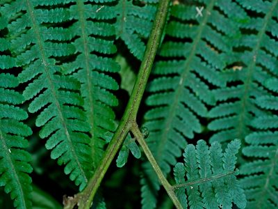 Deparia boryana, photographed by Jacy Chen