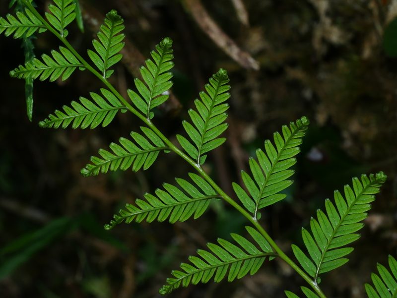 Diplopterygium laevissimum, photographed by Jacy Chen
