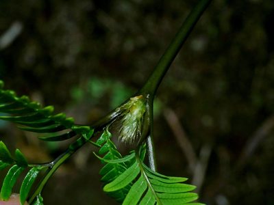 Diplopterygium laevissimum, photographed by Jacy Chen