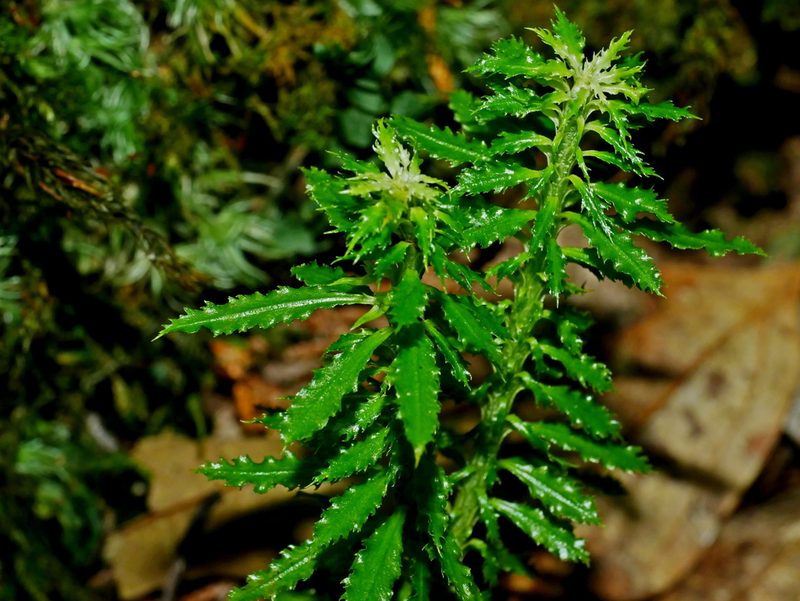 Huperzia javanica, photographed by Jacy Chen