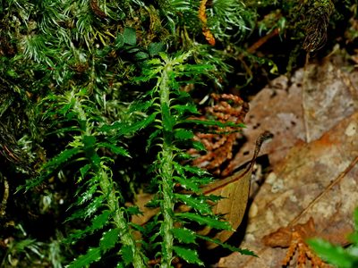 Huperzia javanica, photographed by Jacy Chen
