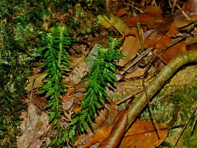 Huperzia javanica, photographed by Jacy Chen
