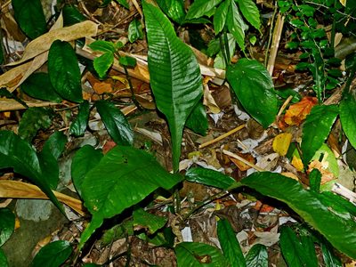 Leptochilus decurrens, photographed by Jacy Chen