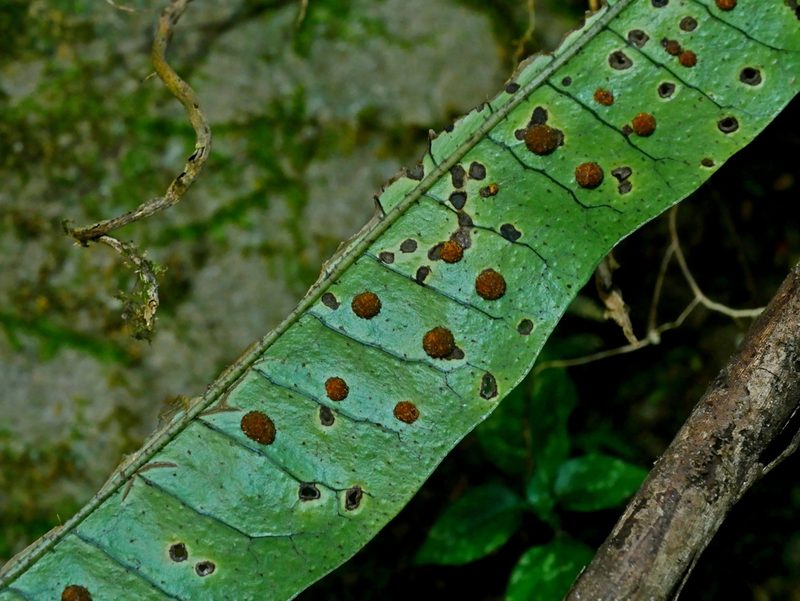 Lepisorus ensatus, photographed by Jacy Chen