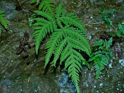 Tectaria membranacea, photographed by Jacy Chen