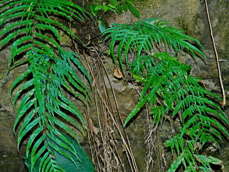 Pteris formosana, photographed by Jacy Chen