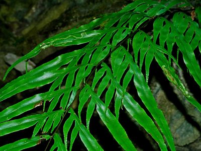Pteris formosana, photographed by Jacy Chen